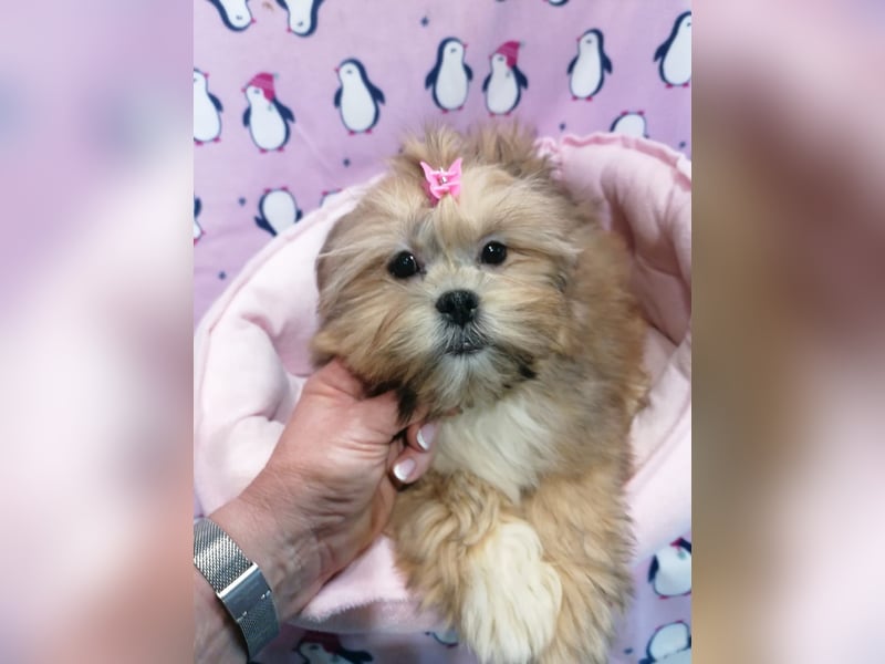 Lhasa Apso Welpen