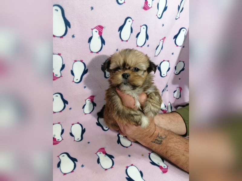 Lhasa Apso Welpen