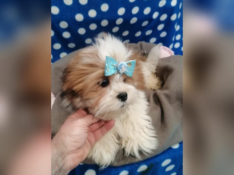 Lhasa Apso Welpen