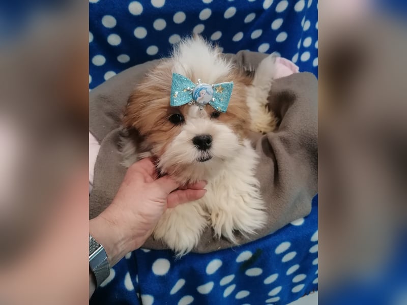 Lhasa Apso Welpen