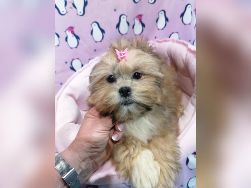 Lhasa Apso Welpen