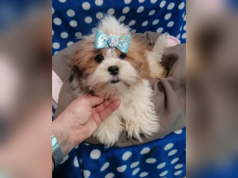 Lhasa Apso Welpen