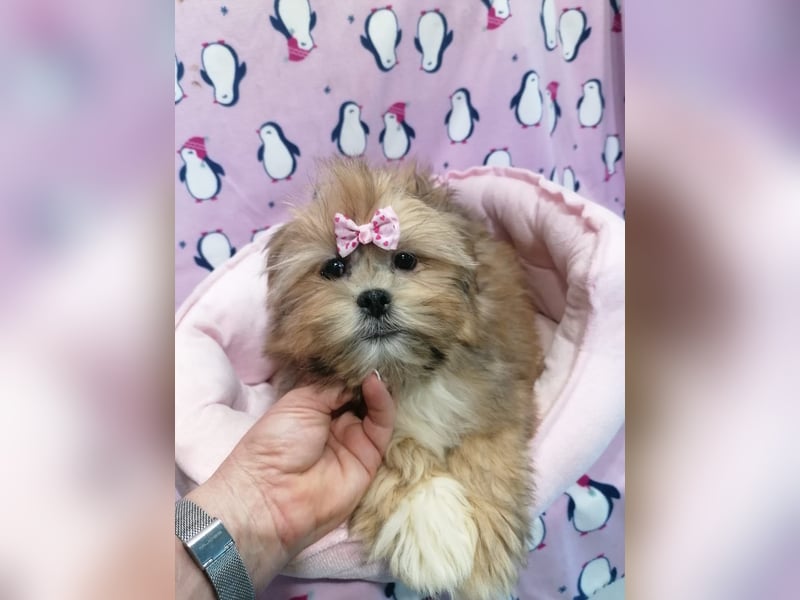 Lhasa Apso Welpen