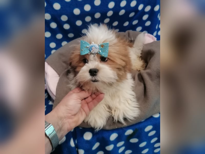 Lhasa Apso Welpen