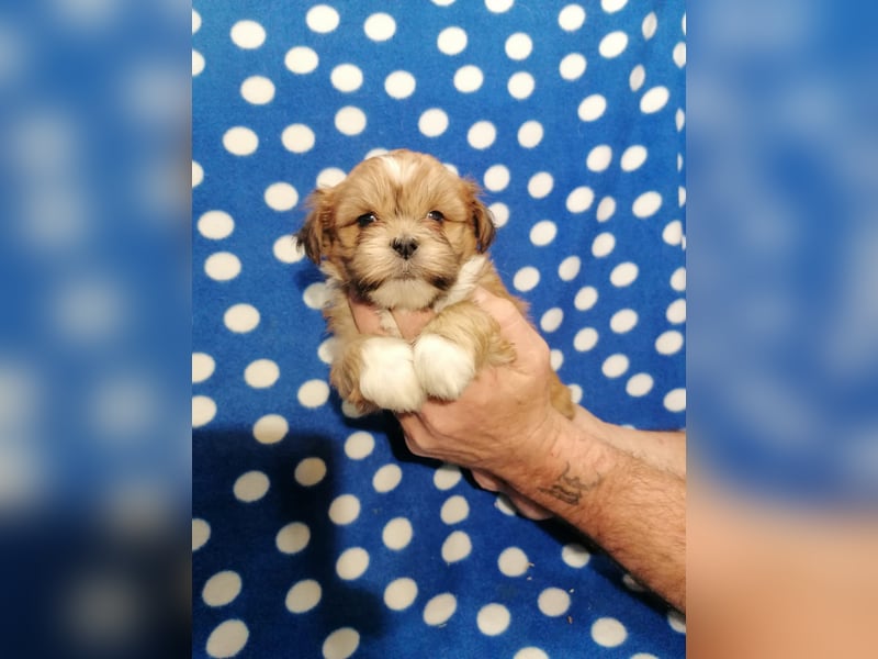 Lhasa Apso Welpen