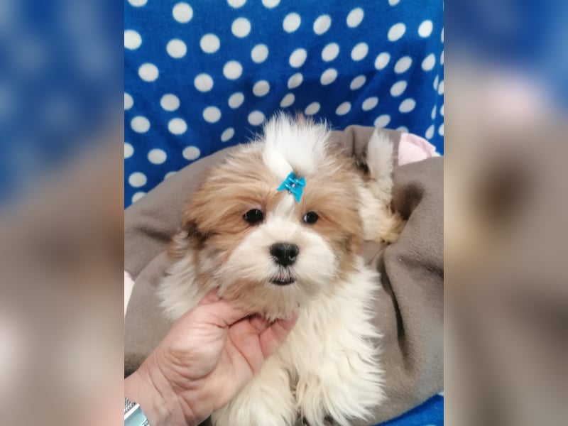 Lhasa Apso Welpen