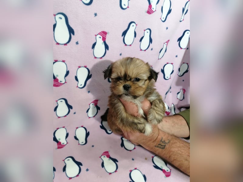 Lhasa Apso Welpen