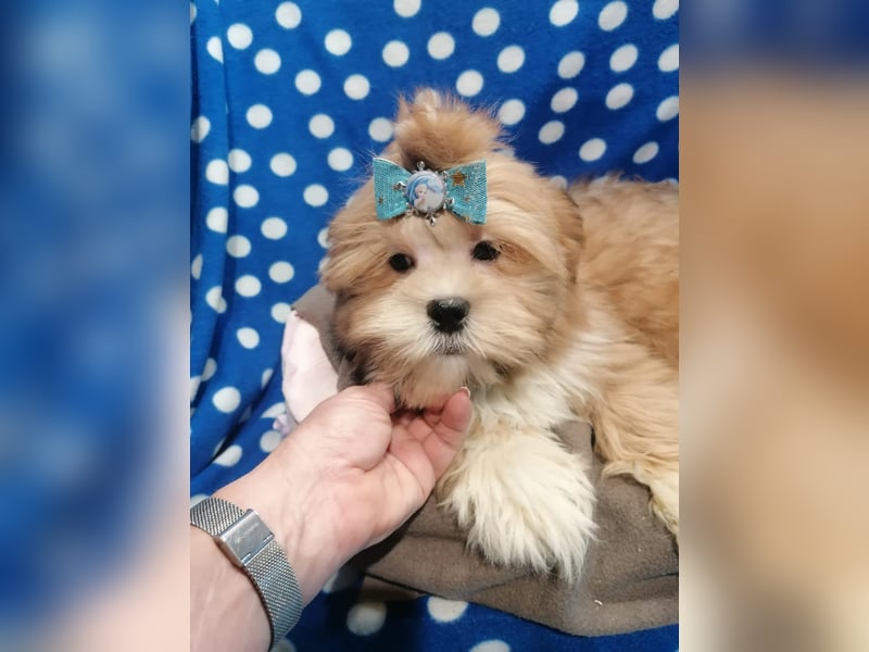 Lhasa Apso Welpen