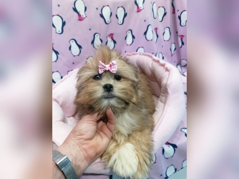 Lhasa Apso Welpen