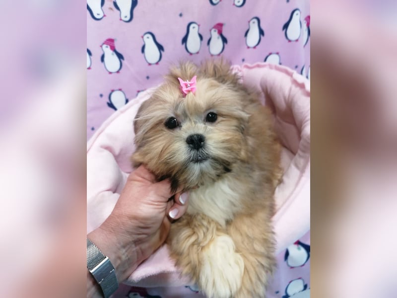 Lhasa Apso Welpen