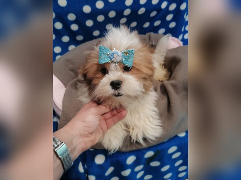 Lhasa Apso Welpen