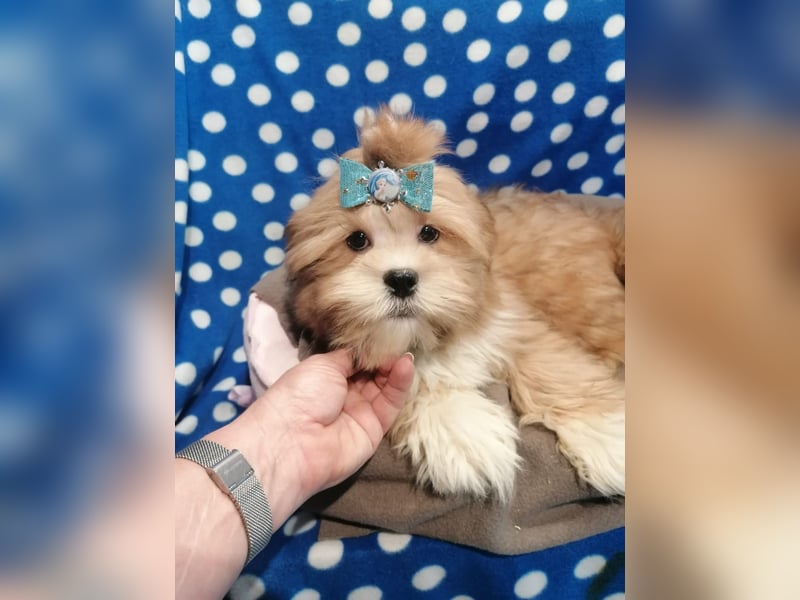 Lhasa Apso Welpen