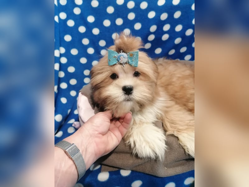 Lhasa Apso Welpen