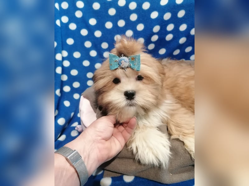 Lhasa Apso Welpen