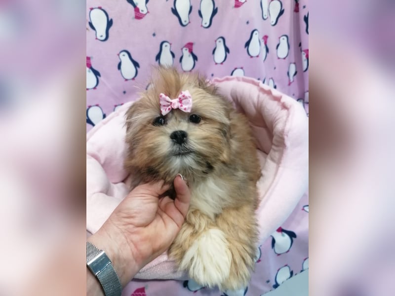Lhasa Apso Welpen