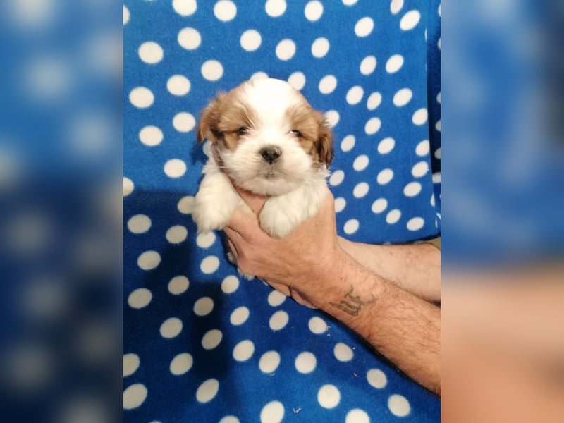 Lhasa Apso Welpen