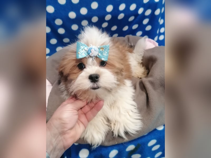 Lhasa Apso Welpen