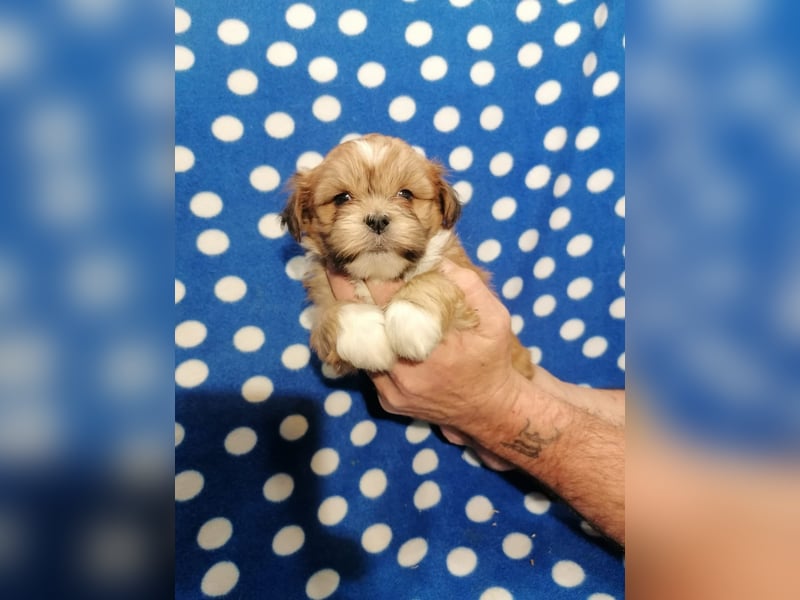 Lhasa Apso Welpen
