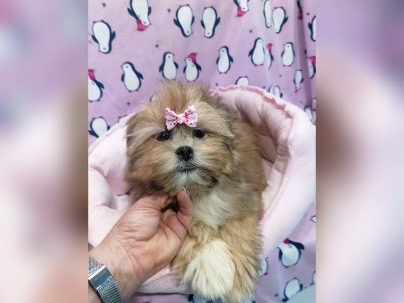 Lhasa Apso Welpen