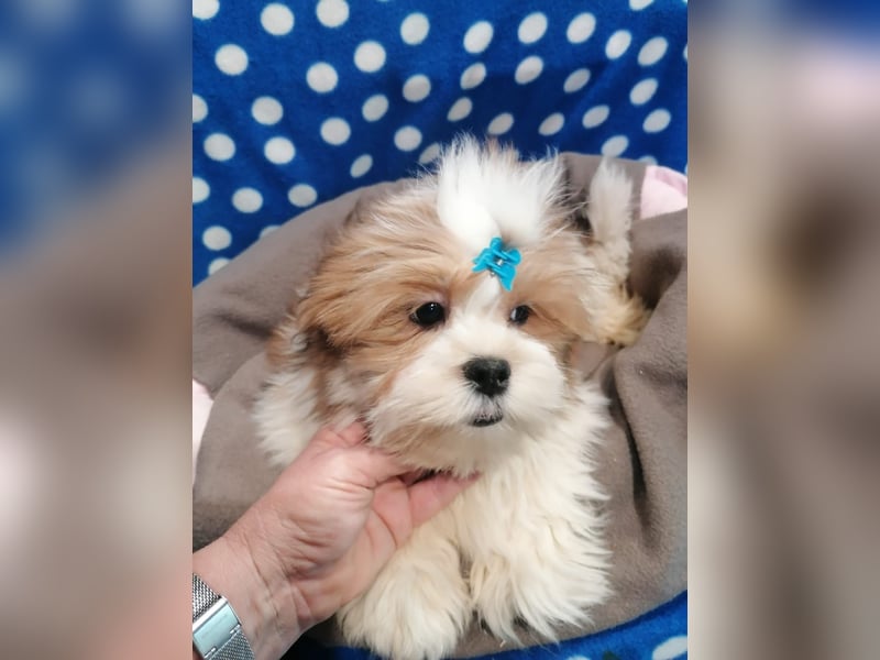 Lhasa Apso Welpen