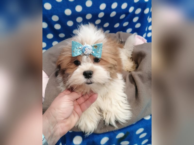 Lhasa Apso Welpen