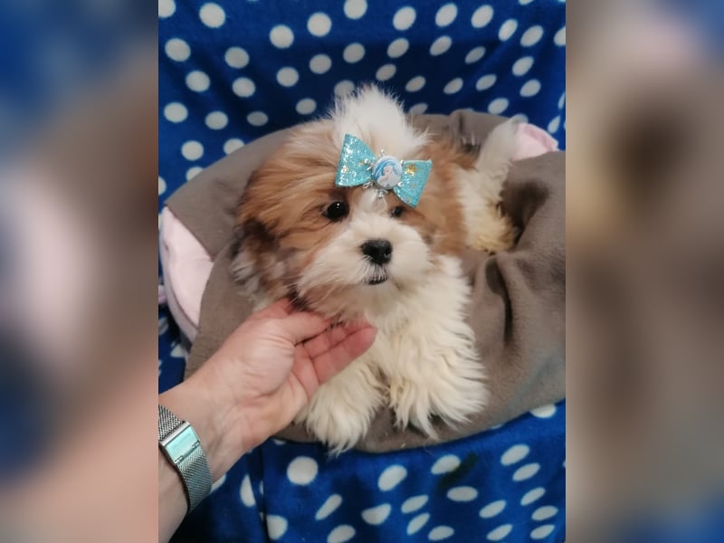Lhasa Apso Welpen