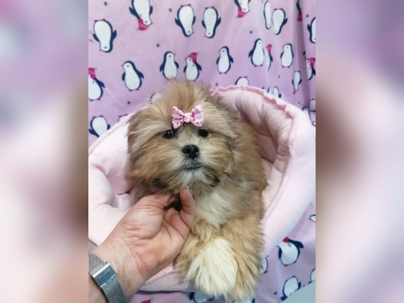 Lhasa Apso Welpen