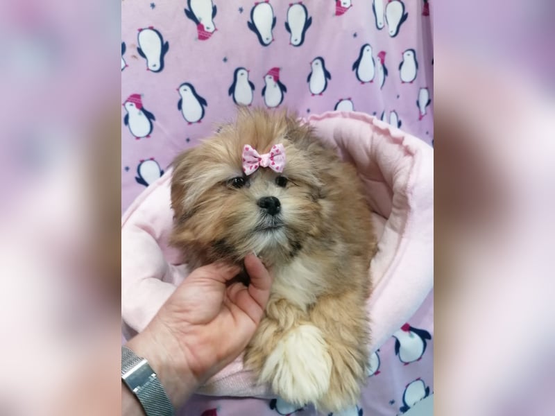 Lhasa Apso Welpen