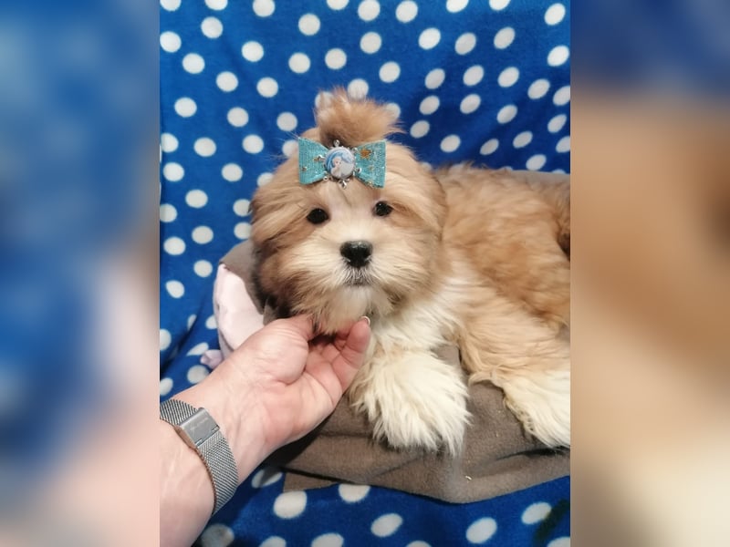 Lhasa Apso Welpen