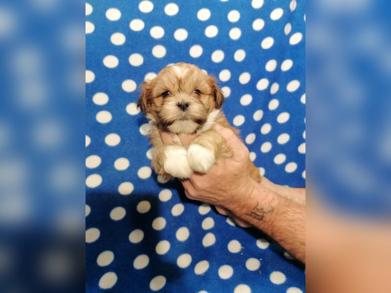 Lhasa Apso Welpen