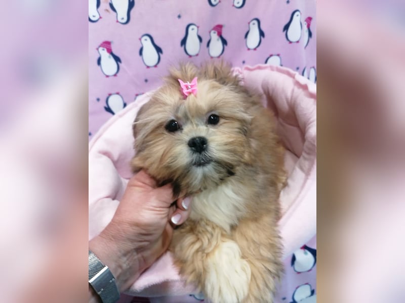 Lhasa Apso Welpen
