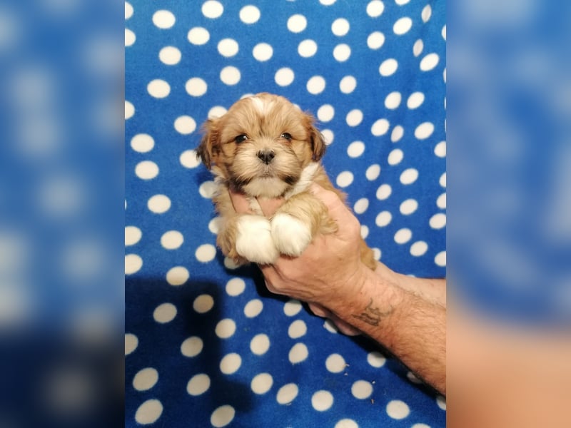 Lhasa Apso Welpen