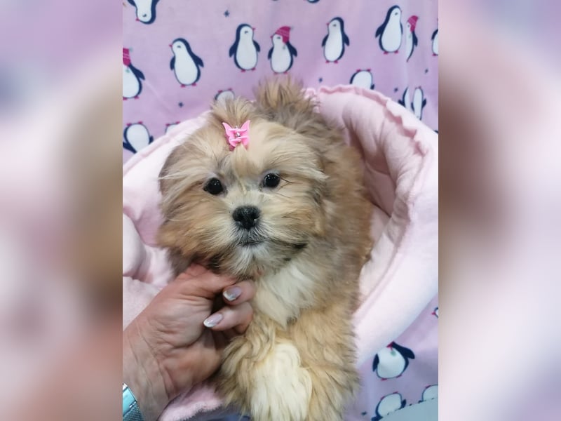 Lhasa Apso Welpen