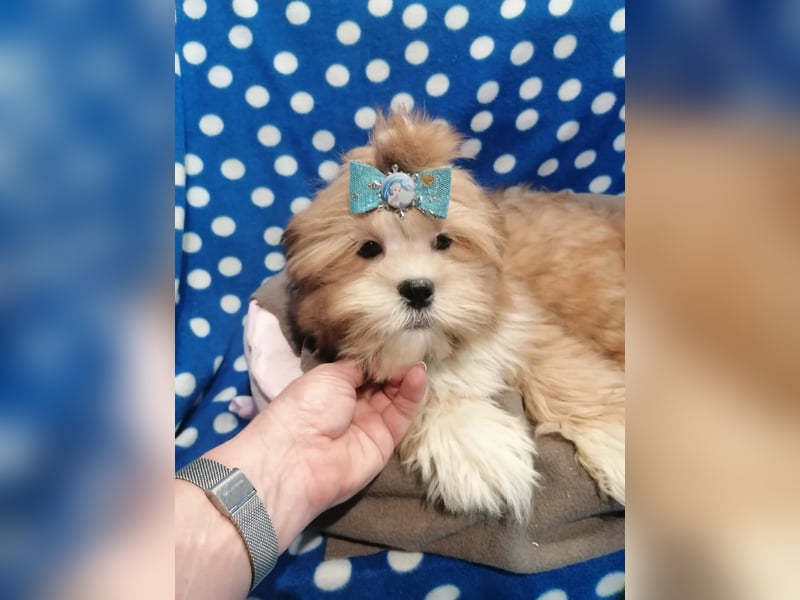 Lhasa Apso Welpen
