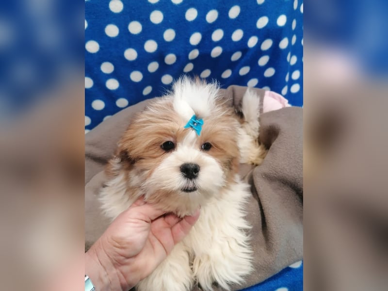 Lhasa Apso Welpen