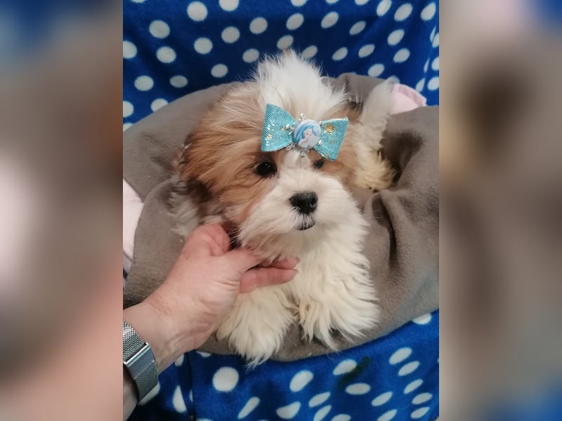 Lhasa Apso Welpen