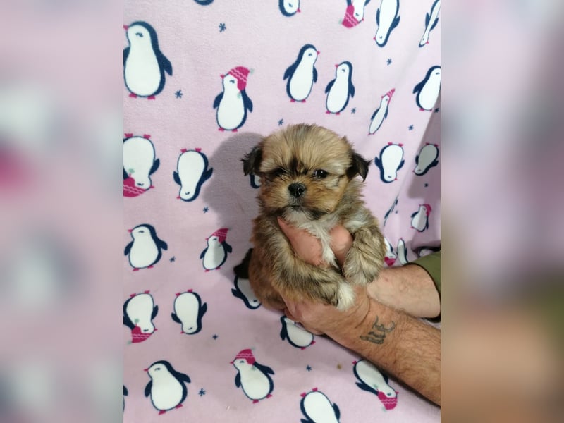 Lhasa Apso Welpen