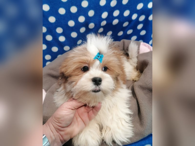 Lhasa Apso Welpen