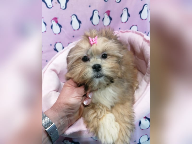 Lhasa Apso Welpen