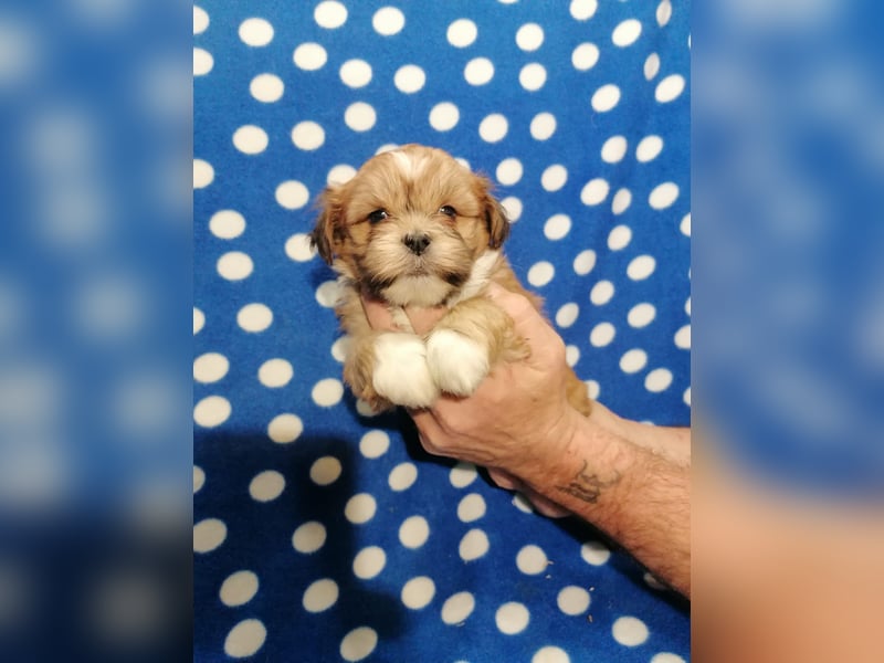 Lhasa Apso Welpen