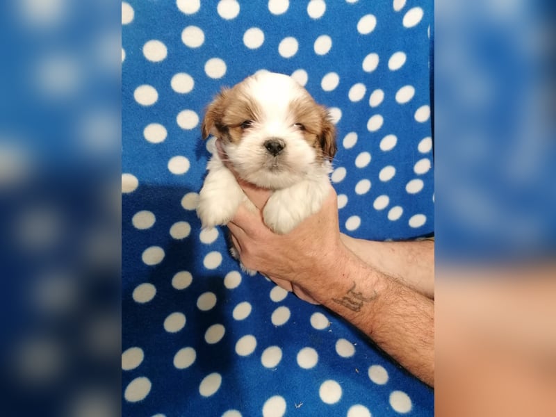 Lhasa Apso Welpen
