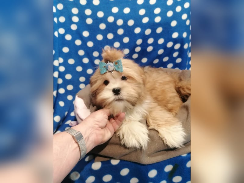 Lhasa Apso Welpen
