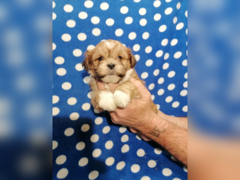 Lhasa Apso Welpen