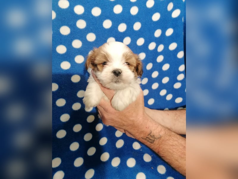 Lhasa Apso Welpen