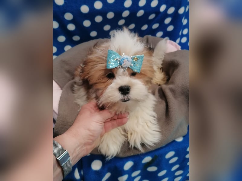 Lhasa Apso Welpen