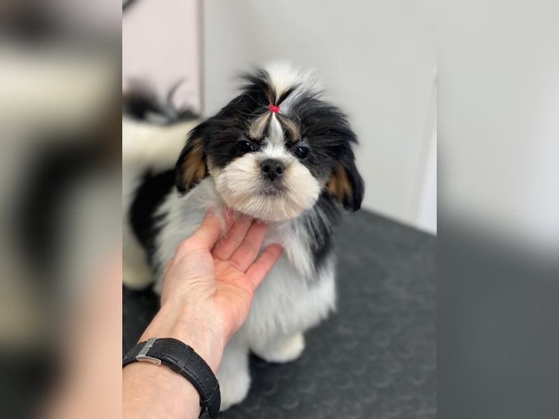 Lhasa Apso Welpen, der Cousin des Shih Tzu