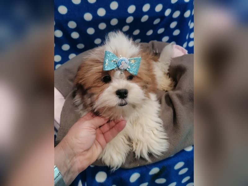 Lhasa Apso Welpen