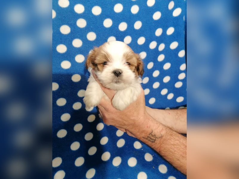Lhasa Apso Welpen