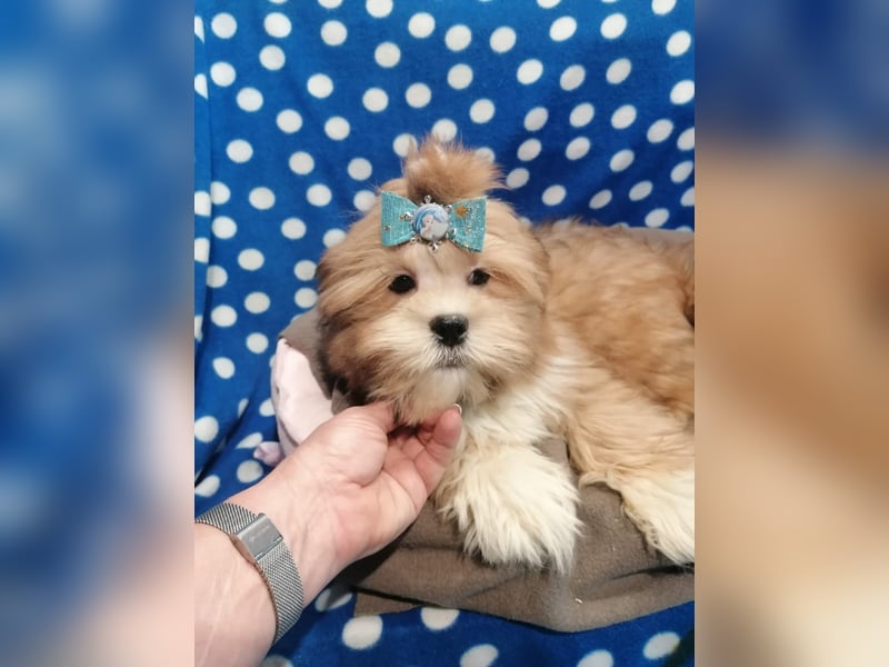 Lhasa Apso Welpen