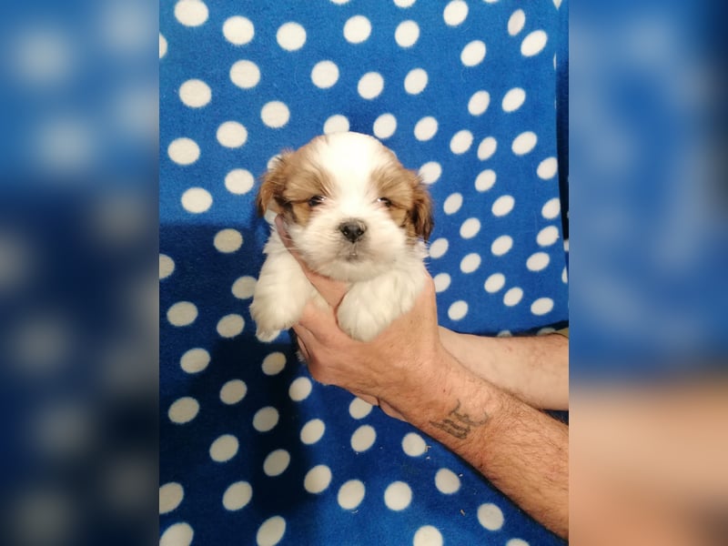 Lhasa Apso Welpen